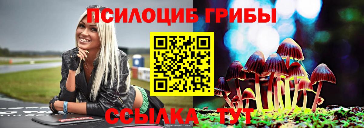 Галлюциногенные грибы Psilocybe  где можно купить   Петровск  Галлюциногенные грибы мицелий 